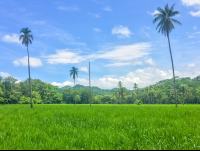        Walking From Entrance
  - Costa Rica