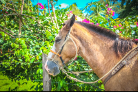 Horse Close Up Rancho Tropical Matapalo
 - Costa Rica