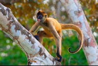        Spider Monkey Climbing Tree At Cuu Wildlife Refuge Edit
  - Costa Rica