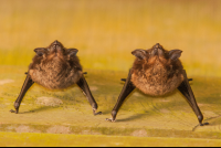        bat curu 
  - Costa Rica