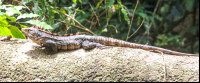 Iguana On A Fallen Branch At Sirena Ranger Station Corcovado National Park
 - Costa Rica