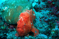        Cocos Frogfish
  - Costa Rica