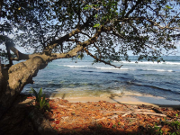        Gandoca Manzanillo Wildlife Refuge Falling Leaves
  - Costa Rica