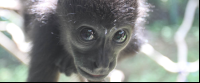        monkey eye reflection 
  - Costa Rica