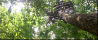 looking up at rappel wingnuts 
 - Costa Rica