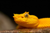 Pitviper Snake Face Closeup At Cahuita National Park
 - Costa Rica