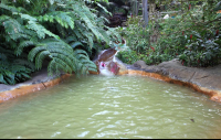 the springs waterslide at perdido hotsprings 
 - Costa Rica