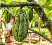 Cacao Fruit Attached To Tree Finca Kobo Chocolate Tour
 - Costa Rica