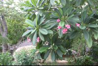 pink flowers tree yogavillage 
 - Costa Rica