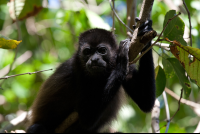        howler monkey nosara reserve 
  - Costa Rica