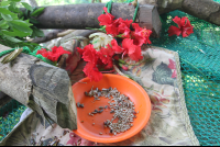        seeds and flowers monkey food 
  - Costa Rica