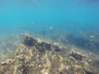 group of moorish idol fish 
 - Costa Rica