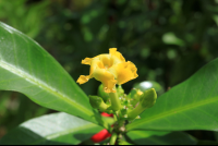        pura vida gardens little flower 
  - Costa Rica