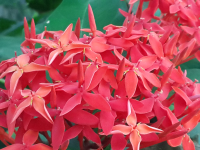        Red Flowers
  - Costa Rica