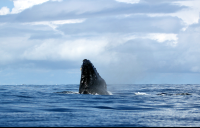 cano island reserve breach 
 - Costa Rica