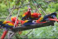 birds eating fruit
 - Costa Rica