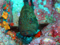        Colorful Fish Near Cano Island
  - Costa Rica