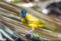 Yellow Bird Getting Ready To Eat Ants
 - Costa Rica