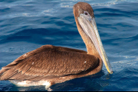 Brown Pelican Pelecanus Occidentalist Floating On Water
 - Costa Rica