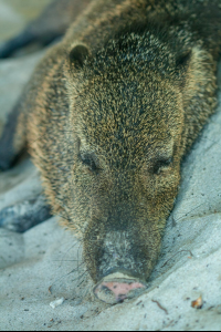 Collared Peccary Sleeping Tortuga Island
 - Costa Rica