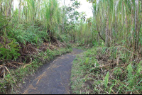 arenal national park pathway 
 - Costa Rica