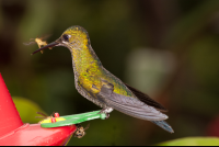        hummingbird waterfall gardens 
  - Costa Rica