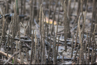        mangrove poking out
  - Costa Rica