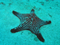 starfish underwater 
 - Costa Rica