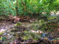 Creek Trail Water Cabo Blanco Reserve
 - Costa Rica