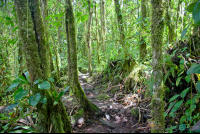 rock and sand trail under moss covered trees at arenal volcano  eruption site lookout point
 - Costa Rica