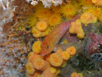        fish underwater 
  - Costa Rica