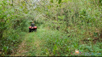 atv nosara tour going through jungle trail area
 - Costa Rica