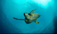        Sea Turtle Swimming
  - Costa Rica