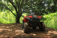 midworld atv mango tree 
 - Costa Rica