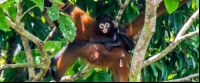 Spider Monkey With Baby On Her Back San Pedrillo Ranger Station Corcovado National Park
 - Costa Rica