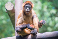        spider monkey eating papaya parque simon bolivar san jose 
  - Costa Rica