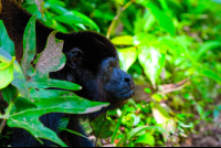 Howler Monkey Face Closeup At Cahuita National Park
 - Costa Rica