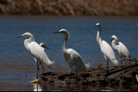        Birds In Nosara During Kayak Tour
  - Costa Rica