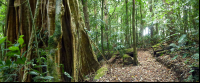 curi cancha cloud forest 
 - Costa Rica