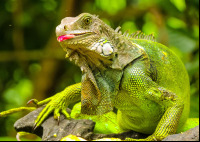 green iguana eating at gringo curts restaurant 
 - Costa Rica