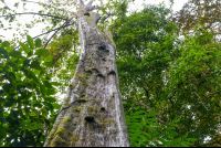 Tall Tree At Sirena Ranger Station
 - Costa Rica