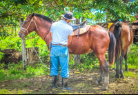 Cowboy Preparing The Horses Rancho Tropical
 - Costa Rica