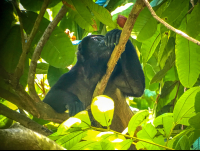 Howler Monkey Manuel Antonio National Park
 - Costa Rica