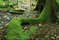        san gerardo roots 
  - Costa Rica