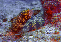        eel underwater 
  - Costa Rica