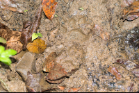 Animal Foot Print On The Mud Los Patos Trail Toward Sirena
 - Costa Rica