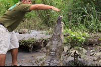 crocodile safari tour feeding 
 - Costa Rica