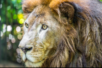        lion face parque simon bolivar san jose 
  - Costa Rica