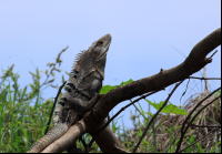        crocodile safari tour iguana 
  - Costa Rica