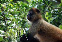 turtle beach lodge spider monkey 
 - Costa Rica